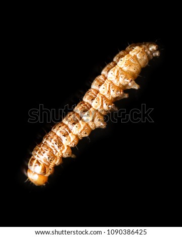 the caterpillar crawls on a black background