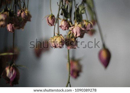 Pink and fuchsia hanging dried roses with White Background 