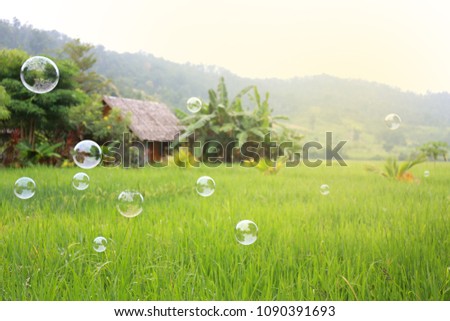 Bubbles floating in the green meadow with the air as the Summer sunlight. Pictures for casual days. nice day in good weather.