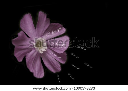 purple field flower on a black background with the words I love you