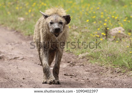 old hurt hyena on the way, Savannah, Tanzania