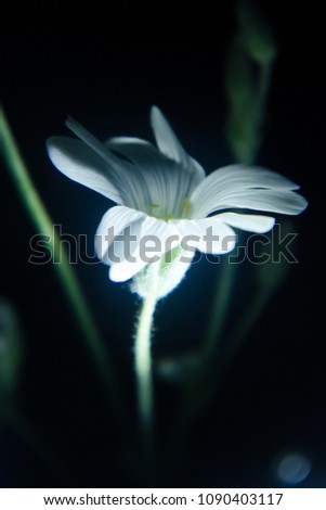 White flower in backlight