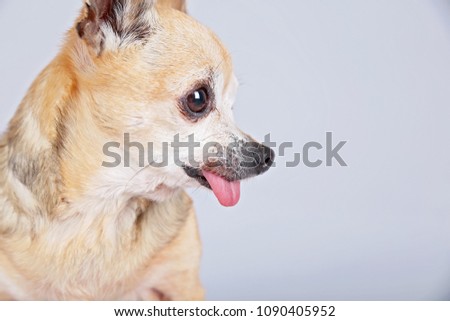cute chihuahua with his tongue out 