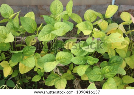 Soybean leaf disease and soybean leaf lack of nutrients (Glycine max) in the garden.
