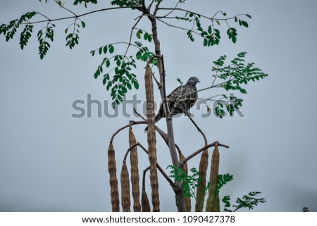 Bird is on tree picture vintage of nature