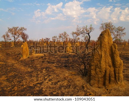 Termite nests in Australia