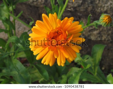 Orange calendula officinalis blossom close-up, a plant used in gastronomy and traditional medicine