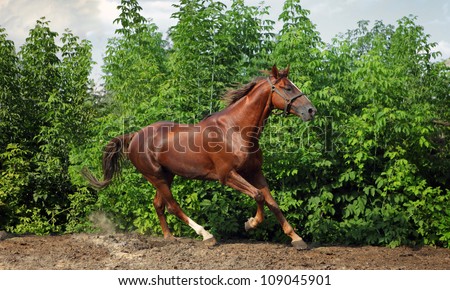 Beautiful horse running in farm