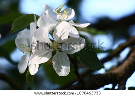 Three large fresh very white flowers of an apple-tree in beams of the morning sun.