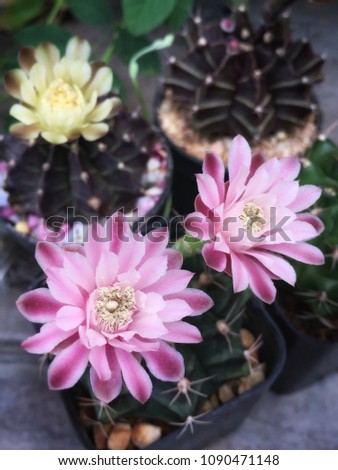 Bloom cactus flower stock photo