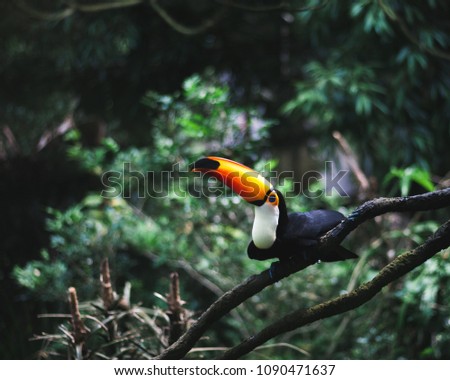 Giant Toucan closeup sitting on a branch