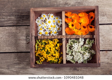 Medicinal herbs tansy daisy calendula yarrow in an old wooden box on the table.