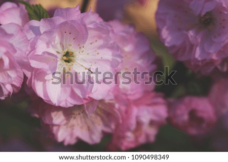 Flowering bush of ornamental almonds. Beautiful spring pink flowers with fresh green leafs. Macro view of rose blossom.