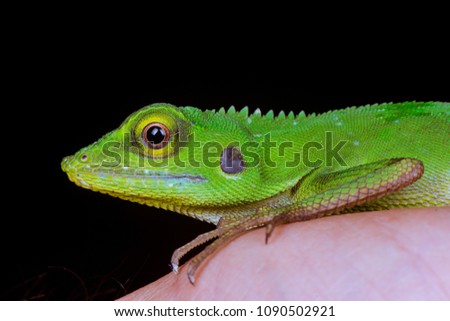 Green crested lizard (Squamata: Bronchocela cristatella) is a species of agamid lizard. Able to change colour, turning darker brown. It's stay still on human hand isolated with black dark background.