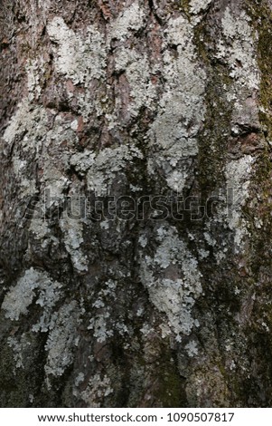 Tree Bark Texture with Moss and Lichen Graphic Resource 