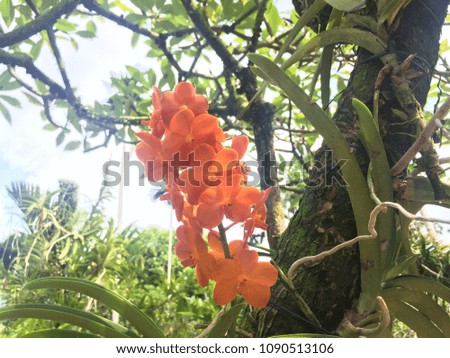 Beautiful orange orchid