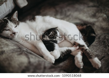 Cat baby sleeping on cat mother, cute pet photography