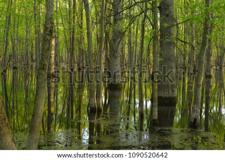 Reflections of trees in springtime in a midwest forest.