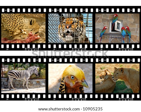 Animals in frames of film (my photos), isolated on white background