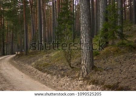View of the Forest Road, heading deaper in the Woods on the Early Spring Evening, with Tire Marks on it