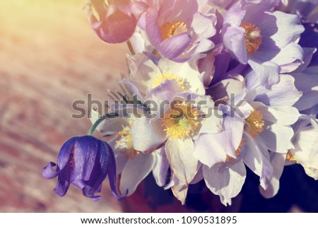 A bouquet of purple snowdrops in the rays of the setting sun. Picture. postcard