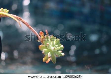 Beautiful decorative succulent plant centerpiece growing in container patio garden with sparkling blue water and cascading rock waterfall. 