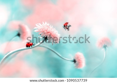Two ladybugs on a pink spring flower. Flight of an insect. Artistic macro image. Concept spring summer. Free space.