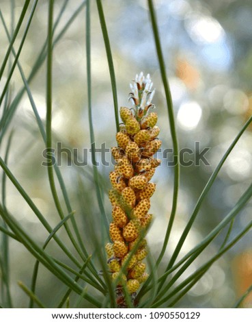 Pinus Serotina (Pine tree)