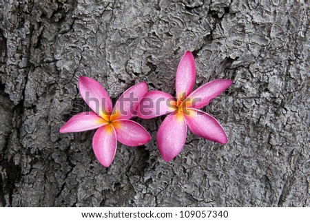 Frangipani flowers on a tree in the garde