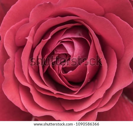 red rose close-up, beautiful rose, rose petals