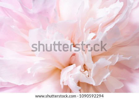 Vivid rose color Peony, Paeonia in the garden, close up, macro
