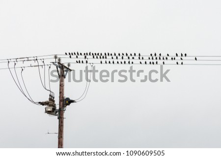 Lovely nature image of birds on a wire looking like the are notes. 