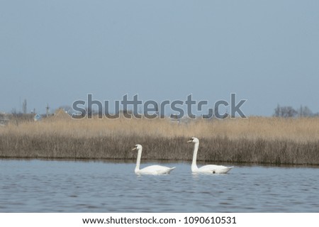 
a pair of swans that float on the lake