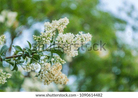 Young white lilac 