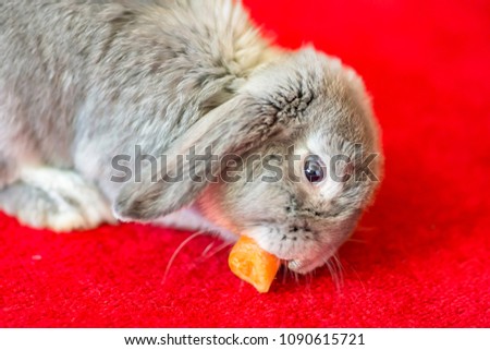 Grey rabbit eating carrot on red carpet.Cute and fluffy animal at home.Pets uk.