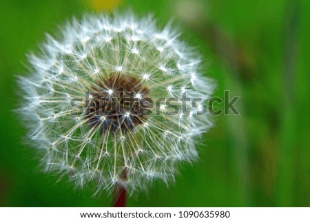 ripe dandelion with a lush white ball top of a close-up