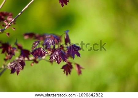 Red Maple acutifoliate Crimson King, Acer platanoides Crimson King, young plant, green background, space for text
