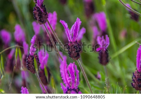 Lavandula pedunculata, Lavandula luisieri, spanish, french butterfly Lavender,  Lavandula stoechas  - aromatic and medicinal plant