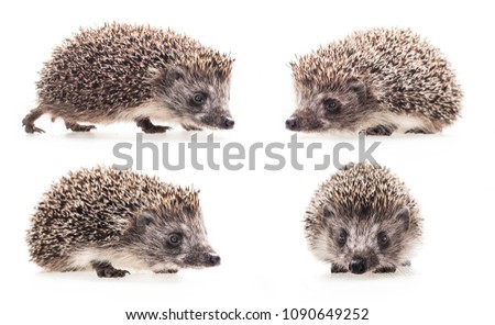 hedgehog isolated on white background, collage of several hedgehogs in different poses, wild hedgehog closeup.