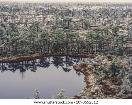 Pine Trees in Field of Kemeri moor in Latvia with a Pond in a Foreground on a Cold Winter Morning with some Frost on them - vintage look edit