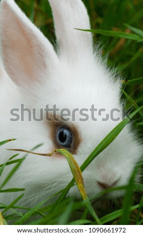 Vertical view of white decorative rabbit on the green grass