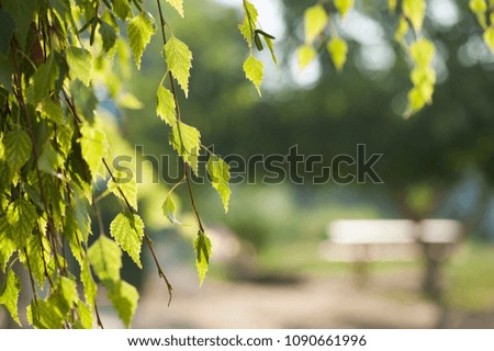 Spring leaves with copy space or background
