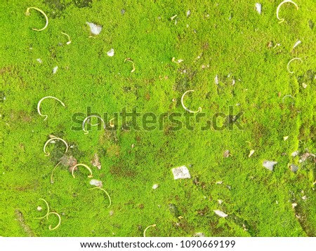 Green moss caused in tropical landscapes.