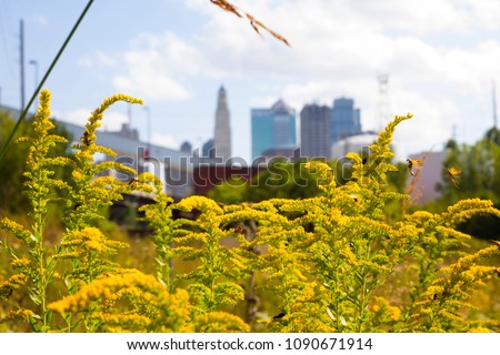 Goldenrod in the city