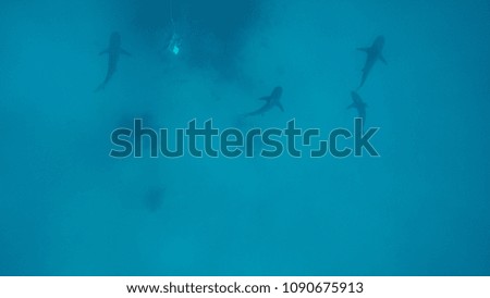 Sharks in The Bahamas