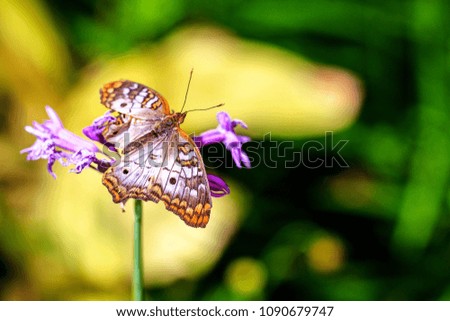 Beautiful White Peacock butterfly on purple flower with room for text in blurred nature background