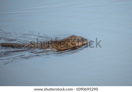 Isolated Muskrat Swimming