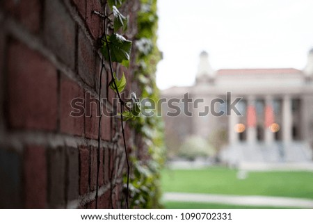 Ivy on a building