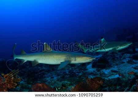 Blacktip and Whitetip Reef Sharks