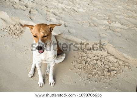 Thai dog sleeping on the beach
